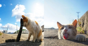 ความสุขแบบเหมียวๆ! เมื่อช่างภาพชาวญี่ปุ่น ตามเก็บภาพชีวิตแมวจรจัดงานนี้ ทั้งฮา ทั้งน่ารัก!