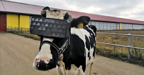 วัว High End!! งานวิจัยบอกว่าวัวที่สวมชุด VR จะสามารถผลิตนมได้ดีกว่า!